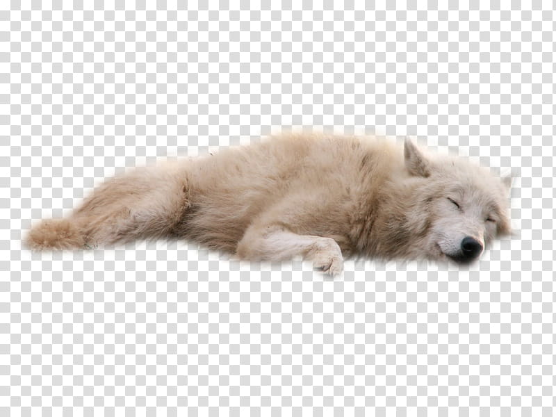 White Wolf, sleeping white wolf transparent background PNG clipart