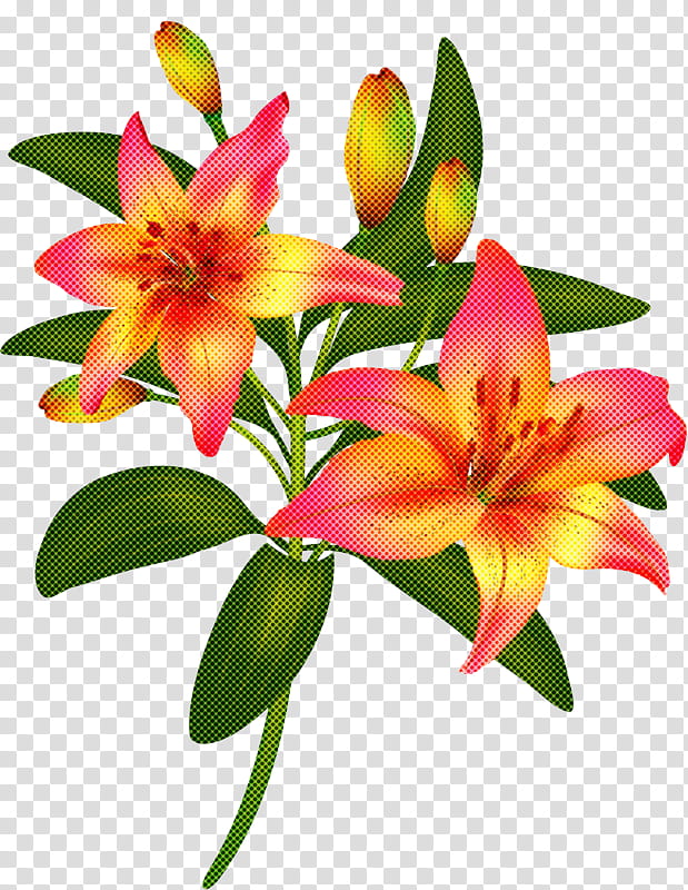 flower flowering plant lily plant petal, Stargazer Lily, Pink, Daylily, Lily Family, Terrestrial Plant transparent background PNG clipart