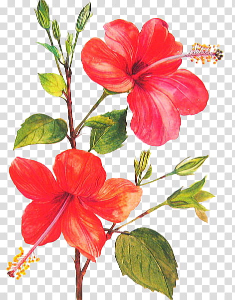 Plant, red hibiscus flower artwork transparent background PNG clipart