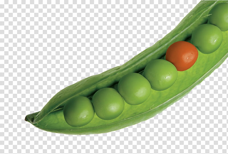 Vegetable, Installation, Unique Selling Proposition, Operating Systems, Desktop Environment, Fedora, Lxqt, Booting transparent background PNG clipart