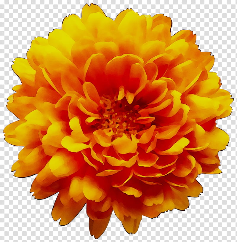 Floral Flower, Chrysanthemum, Orange, Yellow, Blue, Floral Design, English Marigold, Petal transparent background PNG clipart