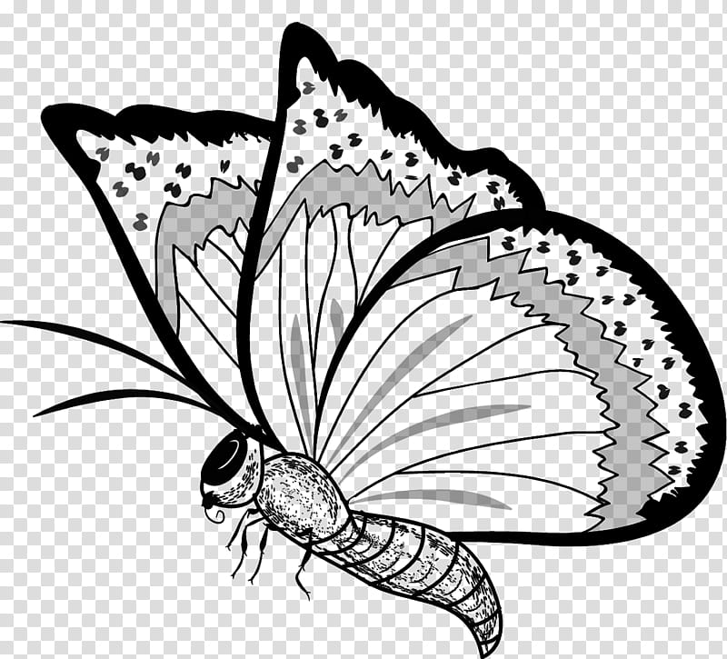 Black and white butterfly art transparent background PNG clipart | HiClipart