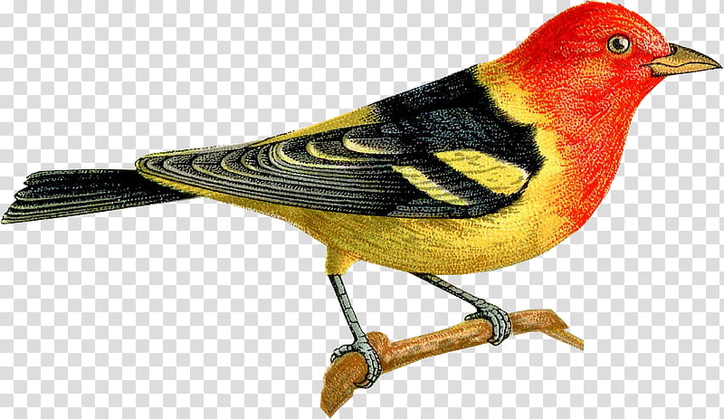 Bird, Tanagers, Finches, Western Tanager, Bird Nest, Scrapbooking, Drawing, Scarlet Tanager transparent background PNG clipart