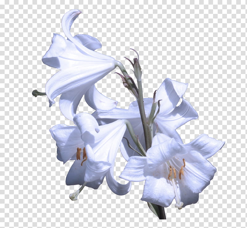 flower white plant blue petal, Lily, Bellflower Family, Iris, Dendrobium transparent background PNG clipart