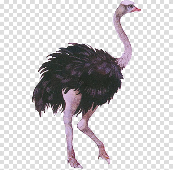 Feather, Bird, Ostrich, Ratite, Flightless Bird, Beak, Emu, Greater Rhea, Cranelike Bird transparent background PNG clipart