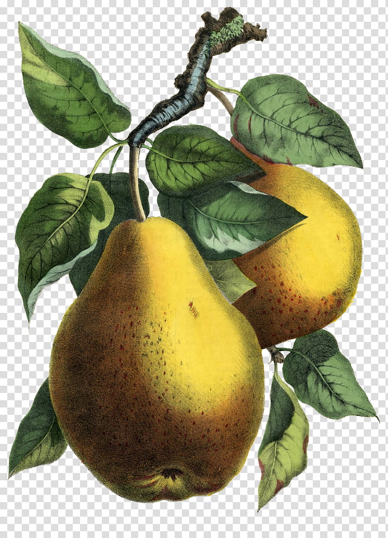 Pears transparent background PNG clipart