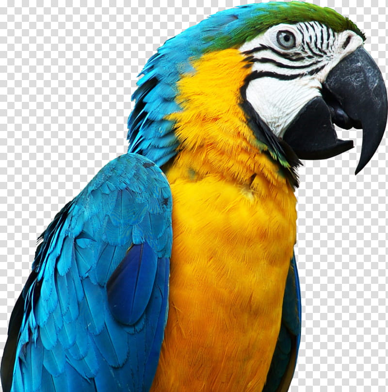 Parrot render, yellow and blue parrot transparent background PNG clipart