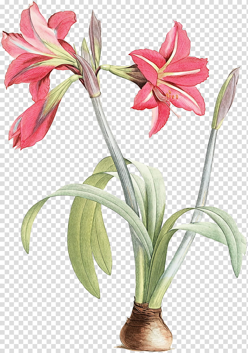 flower plant amaryllis belladonna petal cut flowers, Watercolor, Paint, Wet Ink, Lily, Pedicel, Crinum transparent background PNG clipart