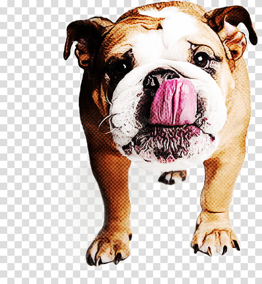 Bulldog, Bulldog, Old English Bulldog, British Bulldogs, Olde English Bulldogge, Renascence Bulldogge, White English Bulldog transparent background PNG clipart