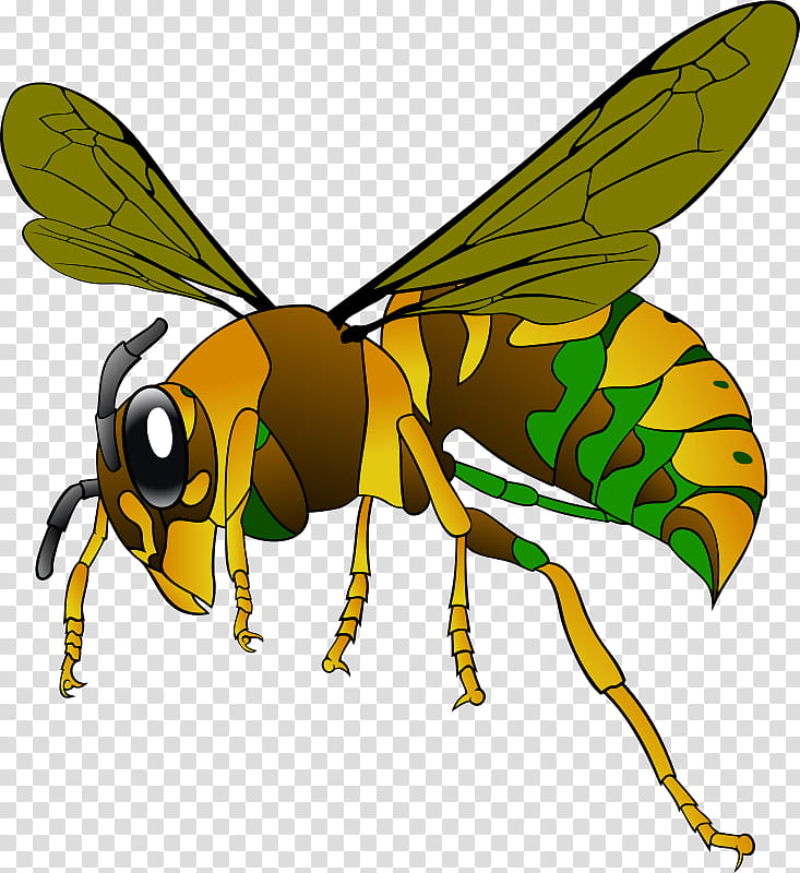 Bee, European Hornet, Wasp, Japanese Giant Hornet, Vespa Simillima, Baldfaced Hornet, Asian Giant Hornet, Insect transparent background PNG clipart