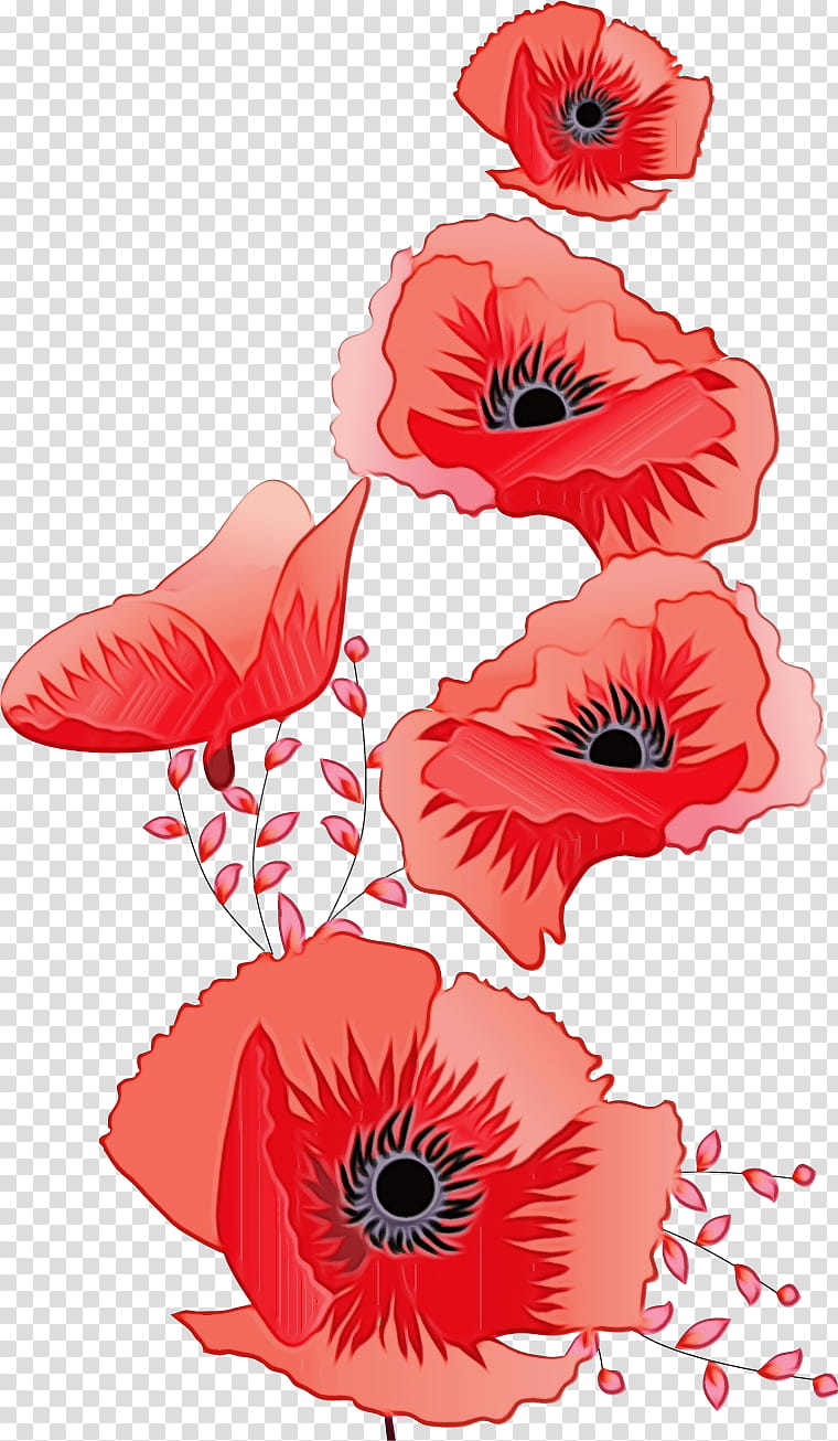 oriental poppy flower red plant corn poppy, Flower Border, Flower Background, Floral Line, Watercolor, Paint, Wet Ink, Coquelicot transparent background PNG clipart
