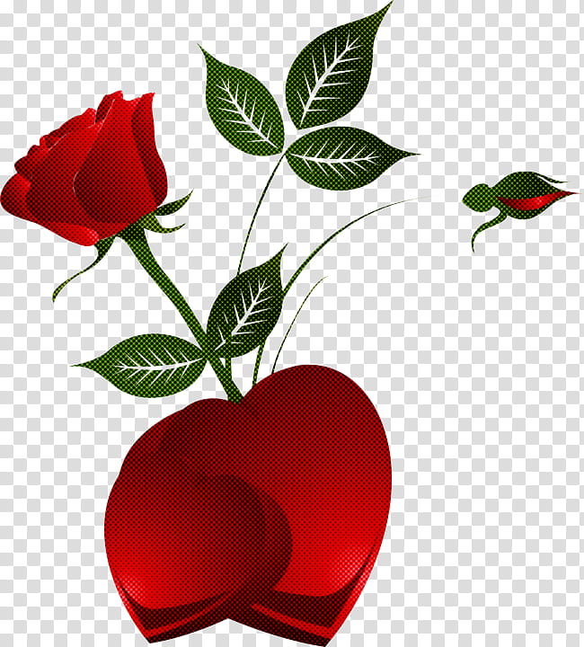 Garden roses, Flower, Red, Petal, Plant, Rose Family, Leaf, Bud transparent background PNG clipart