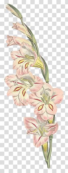 pink and white petaled flowers close-up transparent background PNG clipart