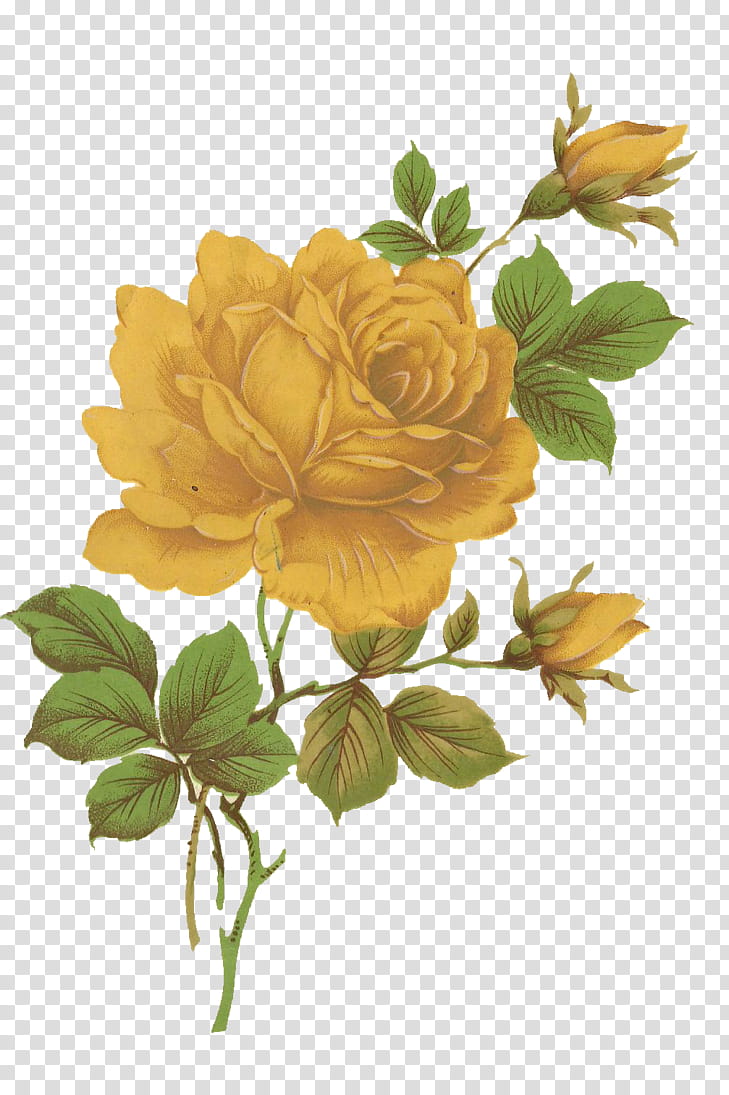 Jinifur Yellow Rose, blooming yellow rose flowers transparent background PNG clipart