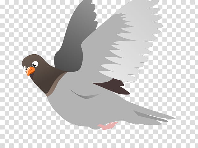 Dove Bird, Pigeons And Doves, Squab, Flight, Typical Pigeons, Beak, Rock Dove, Wing transparent background PNG clipart