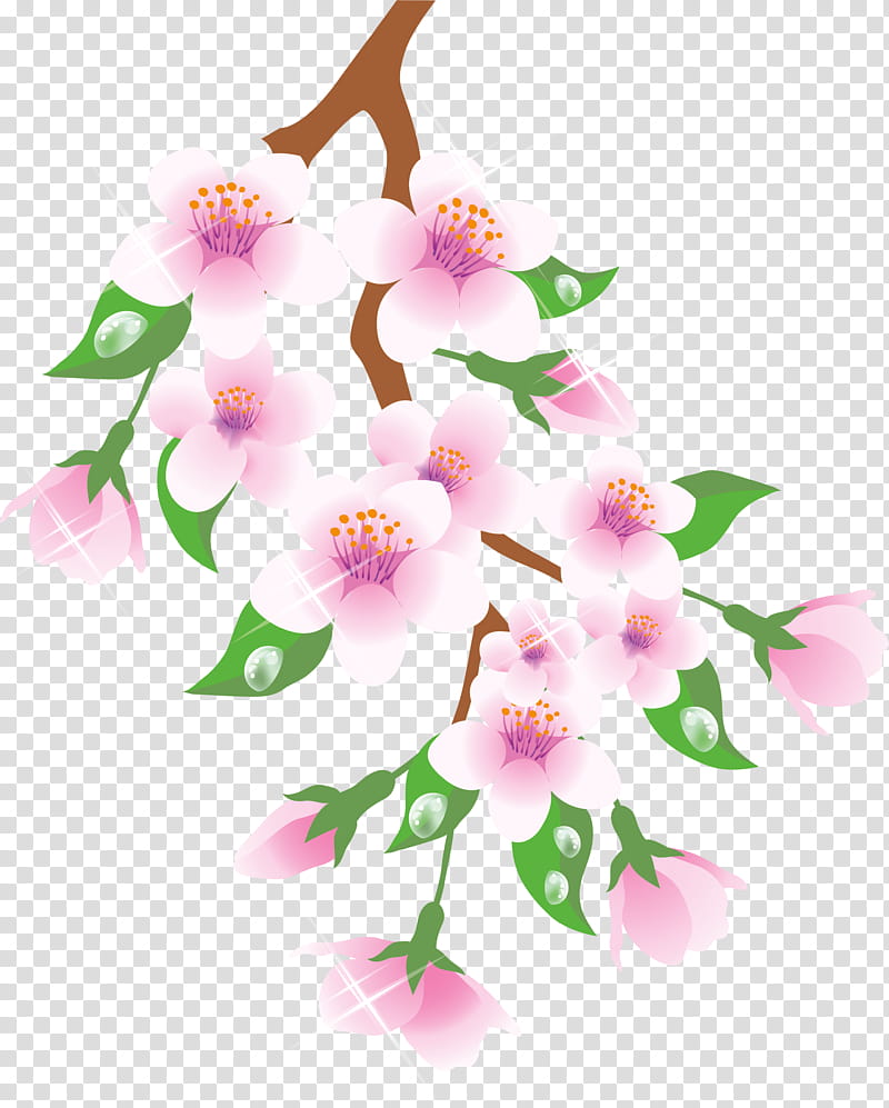 Cherry Blossom, Branch, Flower, Spring
, Petal, Pink, Plant, Orchid transparent background PNG clipart