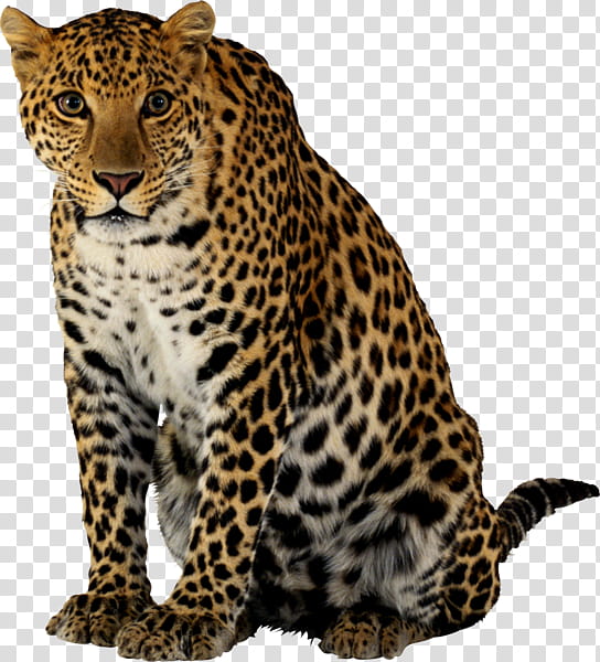 Cat, Leopard, Tiger, Lion, Jaguar, Cheetah, Snow Leopard, Panthera transparent background PNG clipart