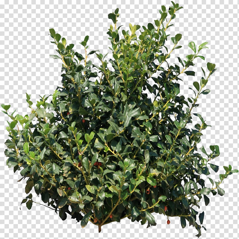 Bush , green leafed plant transparent background PNG clipart