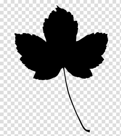 Black And White Flower, Leaf, Petal, Maple, Plant Stem, Plants, Tree, Tulip transparent background PNG clipart