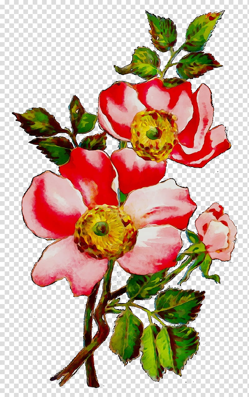 Watercolor Pink Flowers, Garden Roses, Cabbage Rose, Flower Garden, Flower Bouquet, Dogrose, Floral Design, Floribunda transparent background PNG clipart