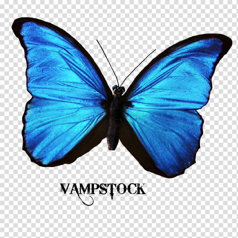Blue Morpho Vamp, blue morpho butterfly transparent background PNG clipart