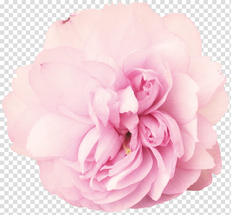 Watchers Special, pink rose flower art transparent background PNG clipart