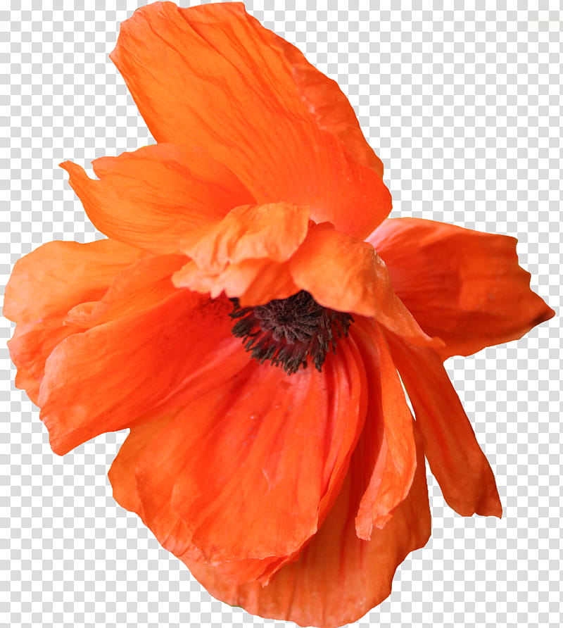 Poppy , orange petaled flower transparent background PNG clipart