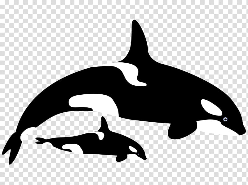 Whale, Killer Whale, Dolphin, Whales, Biome, Web Design, Usability, Toddler transparent background PNG clipart