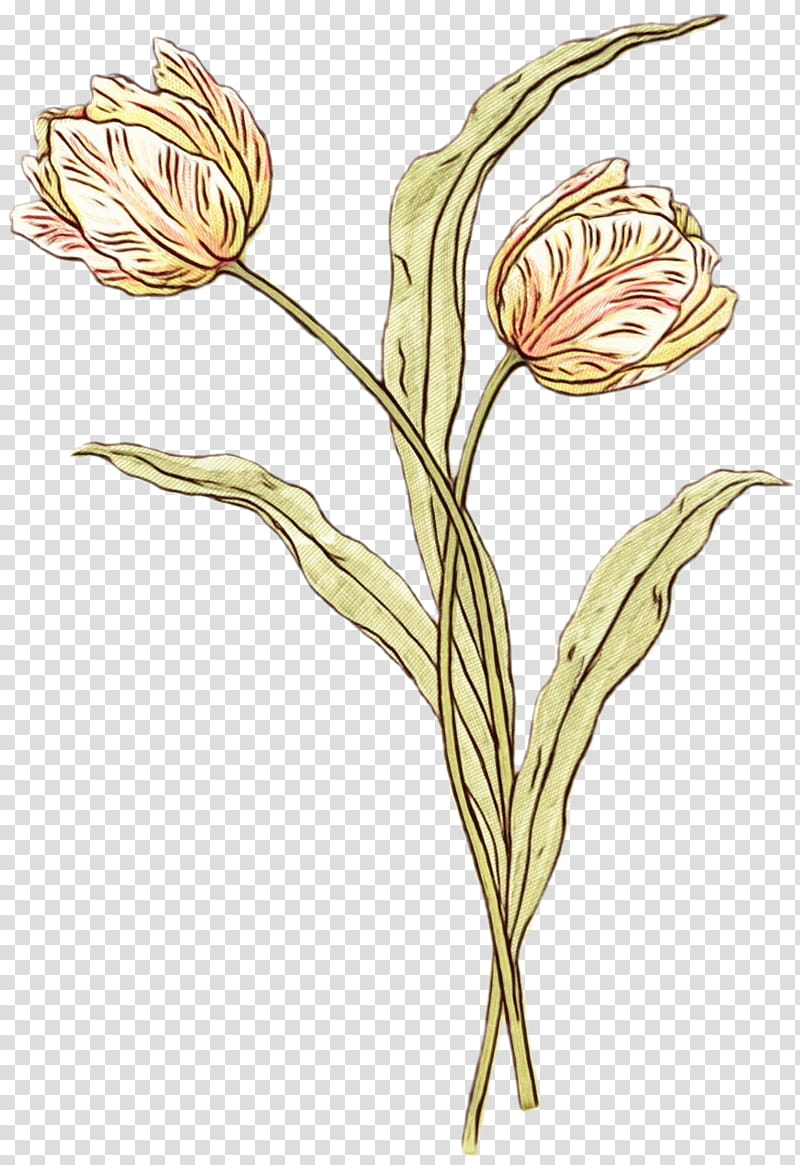 flowering plant flower plant plant stem pedicel, Watercolor, Paint, Wet Ink, Rosy Garlic, Tulip, Lily Family, Bud transparent background PNG clipart