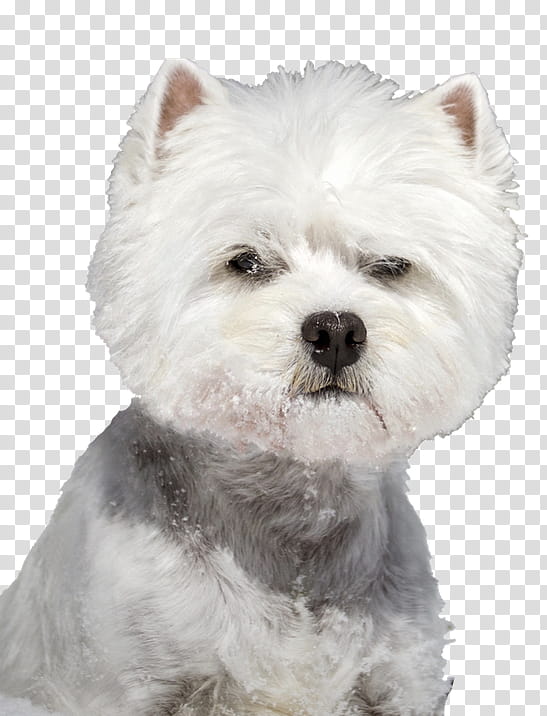 Puppy, West Highland White Terrier, Cairn Terrier, Maltese Dog, Companion Dog, Highland Terrier, Personal Grooming, Breed transparent background PNG clipart