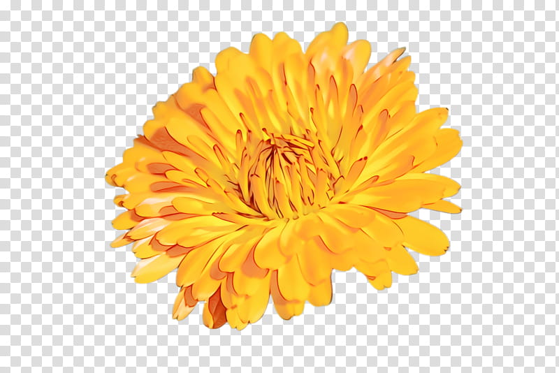 Flowers, Marigold, Blossom, Bloom, Flora, Orange, Chrysanthemum, Yellow transparent background PNG clipart