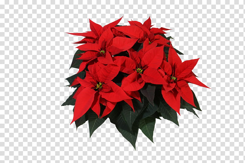 Poinsettia Christmas , red poinsettia flower transparent background PNG clipart