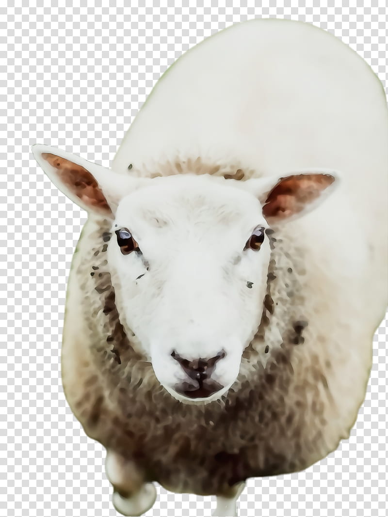 Eid Al Adha, Sheep, Lamb, Dhu AlHijjah, Eid Ul Adha, Portrait, Wales, Wool transparent background PNG clipart