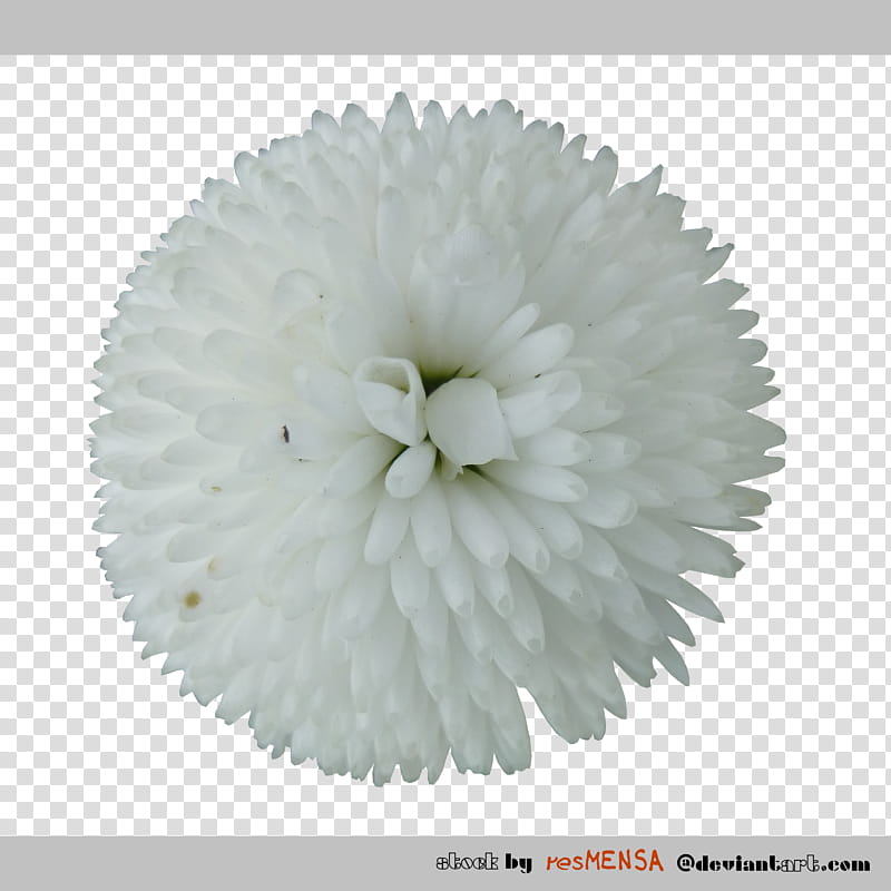 Bellis white transparent background PNG clipart