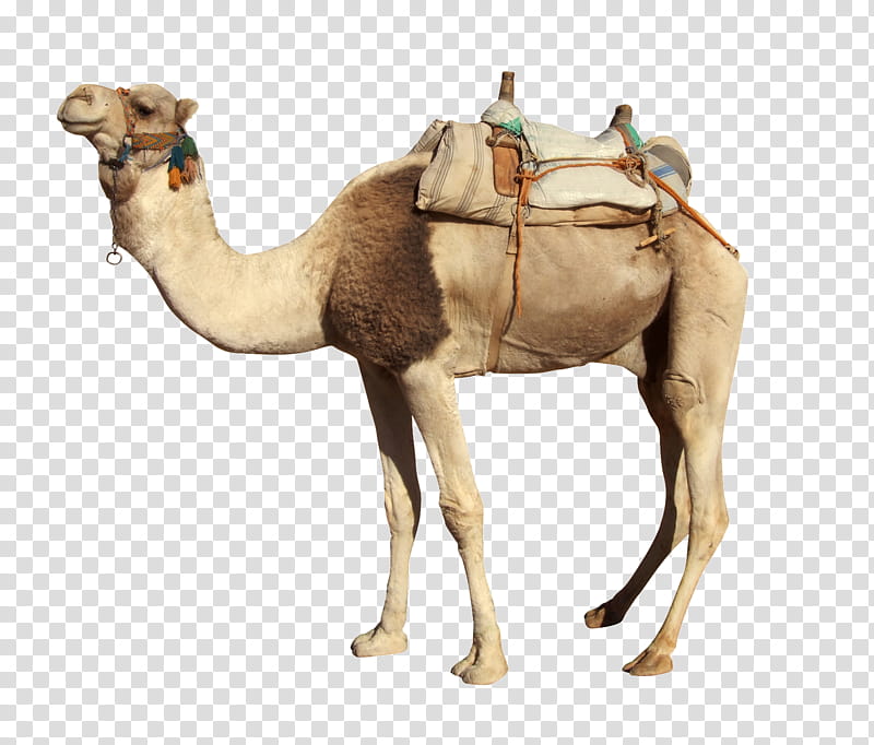 Animal, Camel, Camelid, Arabian Camel, Animal Figure, Live, Wildlife transparent background PNG clipart