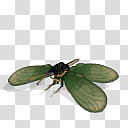 Spore creature Alexandra Birdwing male transparent background PNG clipart