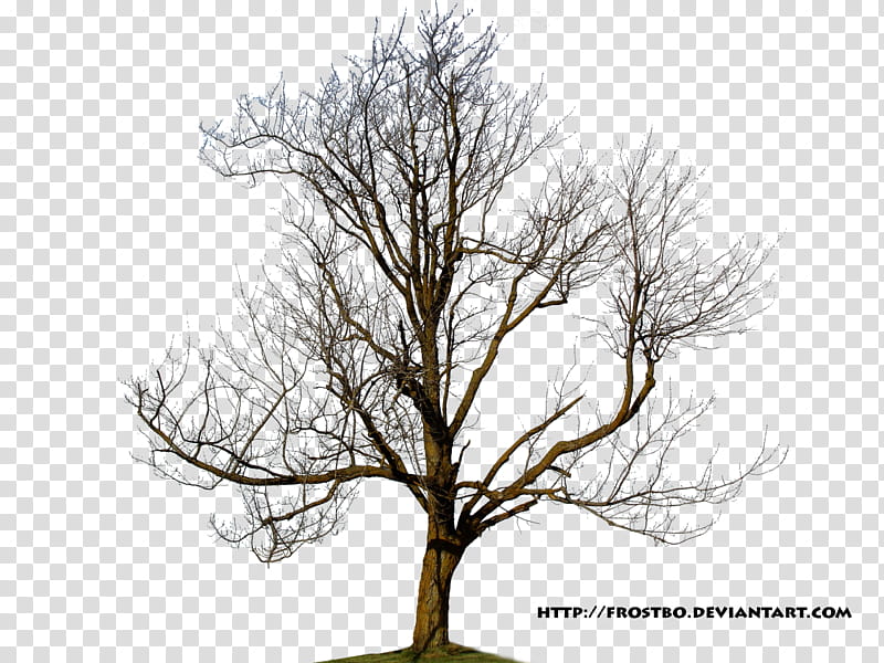 Tree  , bare tree illustration transparent background PNG clipart