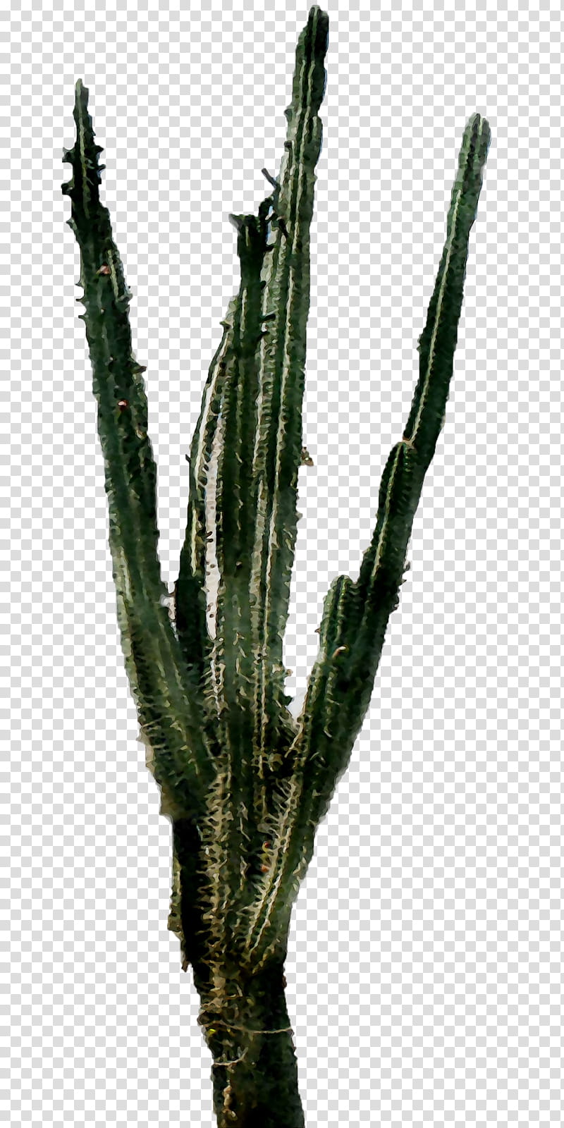 Cactus, Triangle Cactus, Echinocereus, Plant Stem, Plants, Acanthocereus, Acanthocereus Tetragonus, Saguaro transparent background PNG clipart