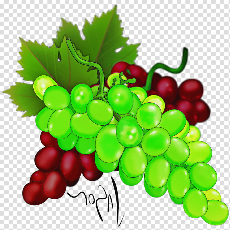 grape natural foods seedless fruit plant grape leaves, Grapevine Family, Leaf, Vitis transparent background PNG clipart