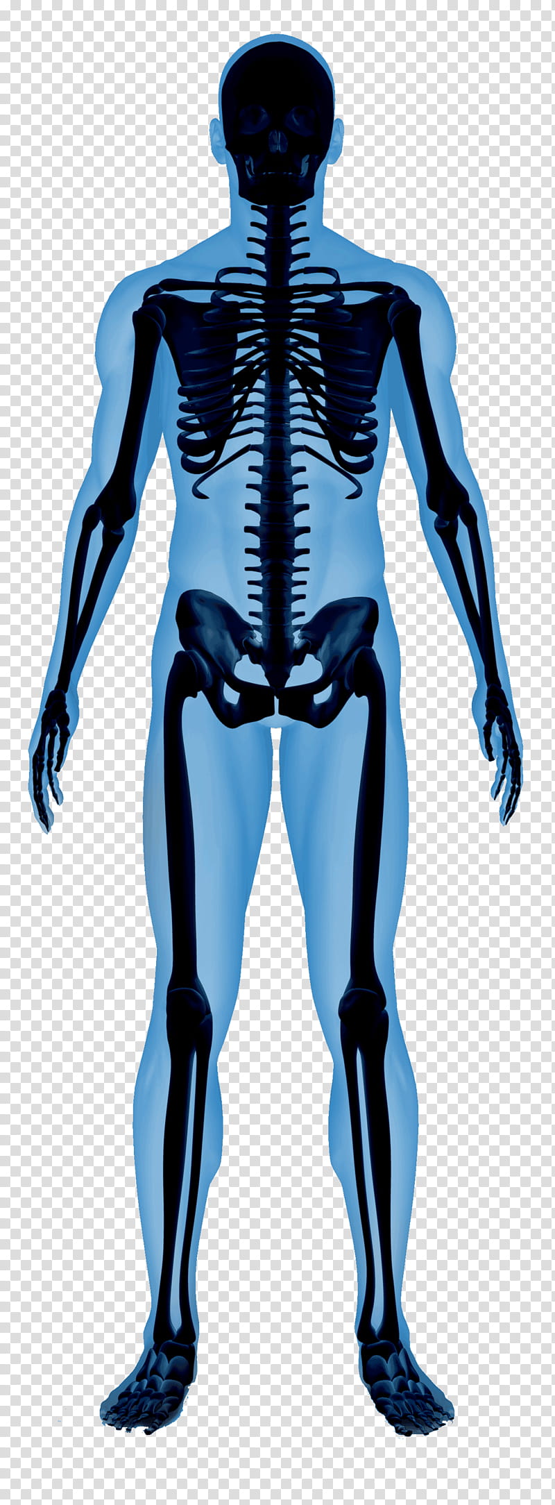 Human Skeleton Skeleton, Anatomy, Human Body, Bone, Human Anatomy, Physiology, Laboratory Manual For Anatomy Physiology, Rib Cage transparent background PNG clipart