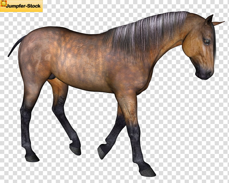 Bay Horse , brown Jumpfer, horse transparent background PNG clipart