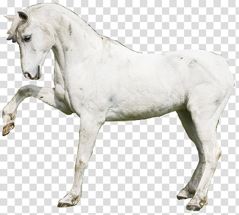 caballos Caballo Blanco transparent background PNG clipart