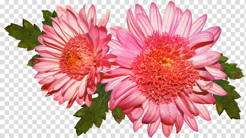 Pink Flower, Transvaal Daisy, Chrysanthemum, Daisy Family, Floristry, Cut Flowers, Marguerite Daisy, Dahlia transparent background PNG clipart