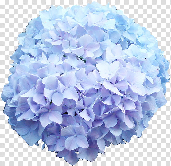 blue cluster flower transparent background PNG clipart