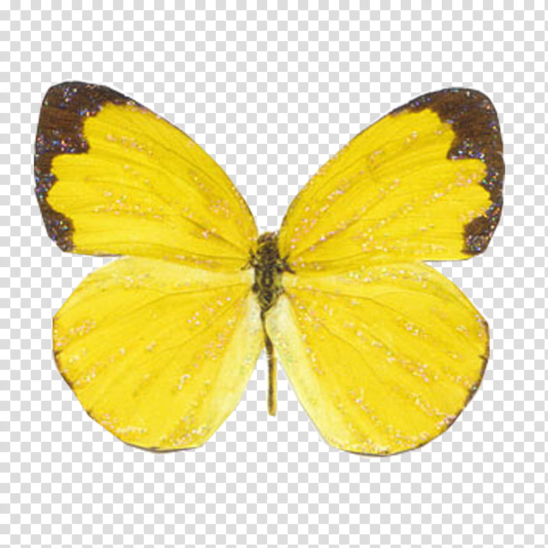 Mariposas, yellow butterfly transparent background PNG clipart