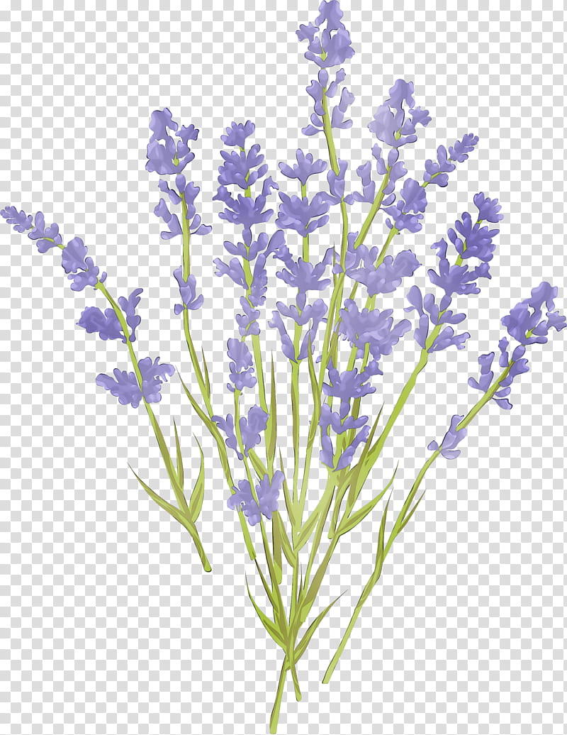 Purple Watercolor Flower, Paint, Wet Ink, , Lavender, Royaltyfree ...