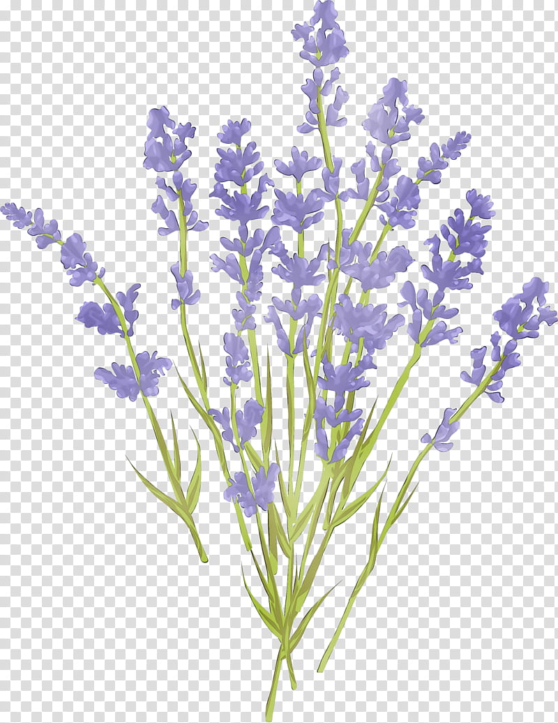 Purple Watercolor Flower, Paint, Wet Ink, , Lavender, Royaltyfree, Fotosearch, Greeting Note Cards transparent background PNG clipart