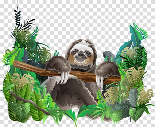 Sloth, Jungle, Animal, Rainforest, Tropical Rainforest, Maned Sloth, Bird, Feather transparent background PNG clipart