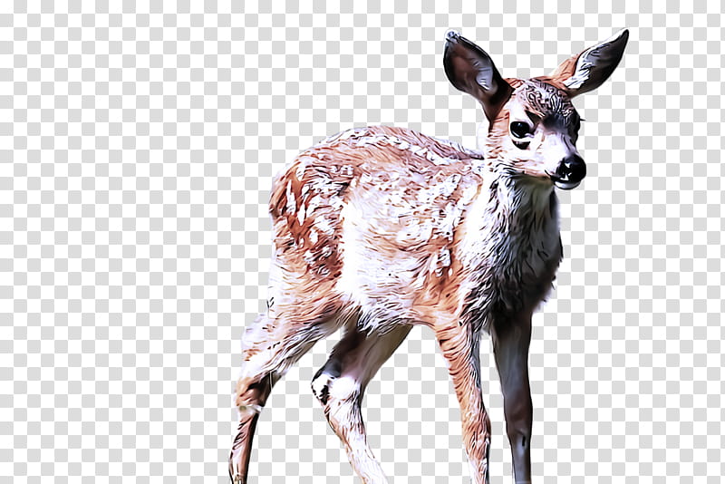 wildlife deer musk deer roe deer fawn transparent background PNG clipart