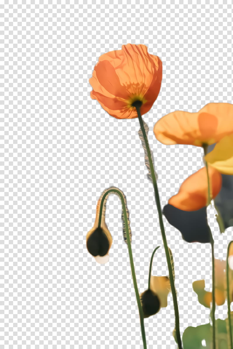 Flowers, Poppy Flower, Blossom, Flora, Bloom, Plant Stem, Bud, Spring Framework transparent background PNG clipart